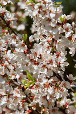 Prunus tomentosa clipart