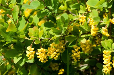 Berberis Ilicifolia