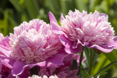 Paeonia
