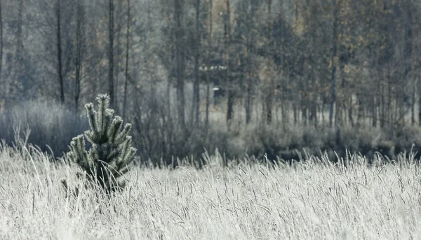 Herbstfrost auf Gras und Bäumen — Stockfoto