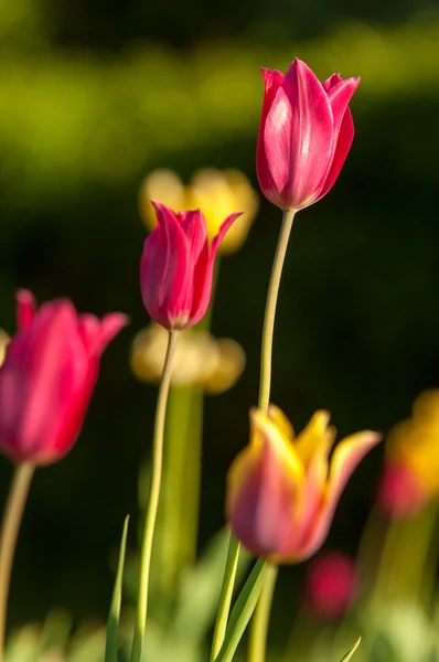 Tulip with bokeh. — Stock Photo, Image