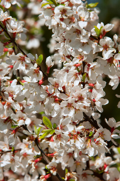 Prunus tomentosa