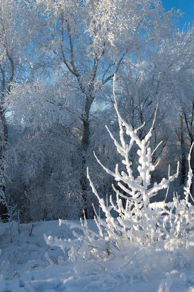 Bomen bedekt met rime — Stockfoto