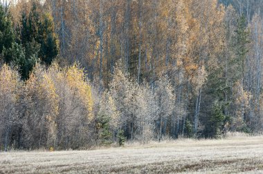 sonbahar park. sonunda geri.