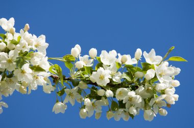 elma ağacı çiçek