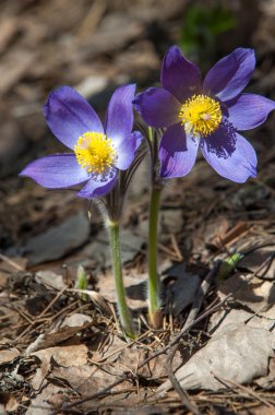 Pulsatilla
