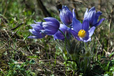 Pulsatilla