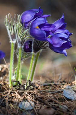 Pulsatilla