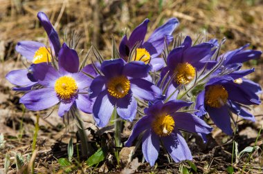 Pulsatilla