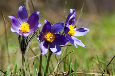 Pulsatilla