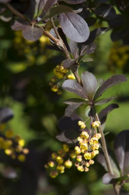 Berberis Ilicifolia