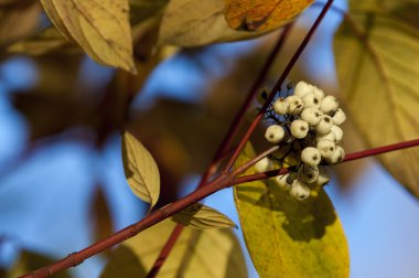 Cornus alba