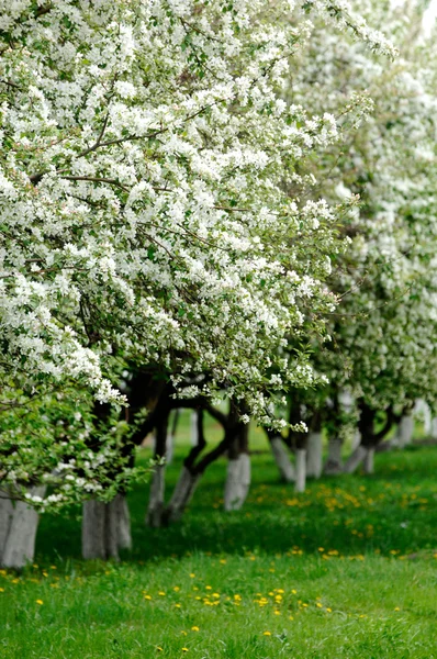 Apple bloemen — Stockfoto