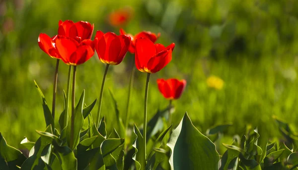 Tulipe avec bokeh . — Photo