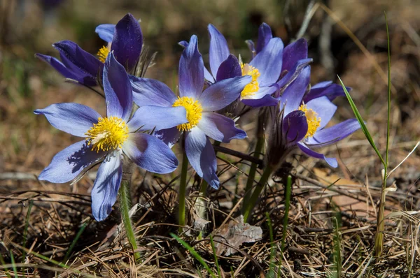 Pulsatilla — Stock Photo, Image