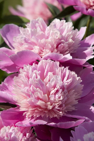 Peonia — Foto Stock