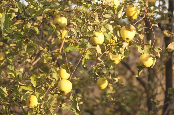 Äpfel — Stockfoto