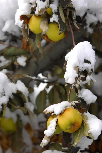 Apples — Stock Photo, Image