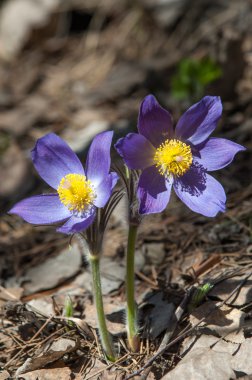 Pulsatilla