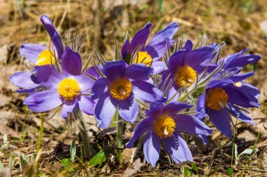 Pulsatilla
