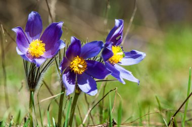 Pulsatilla