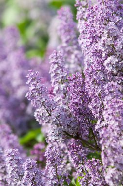 Leylakları ilkbaharda büyümeye