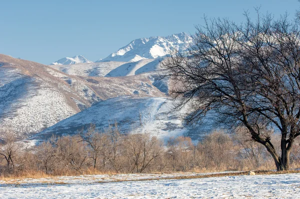 Déli Kazahsztán — стокове фото