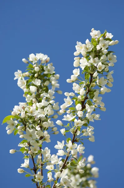 apple-tree flowers