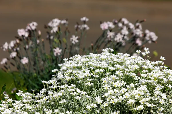 Flowers — Stock Photo, Image