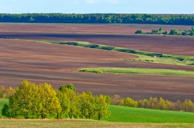 Bahar ağacı yaprakları olmadan