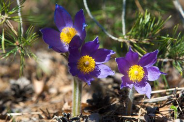 Pulsatilla