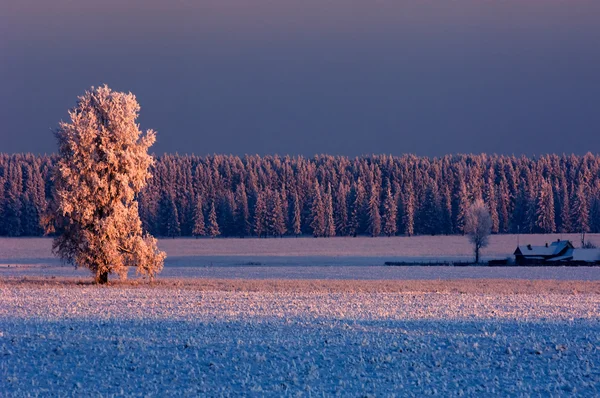 Inverno — Foto Stock