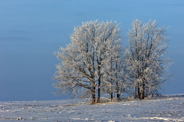 树木覆盖着霜 — 图库照片