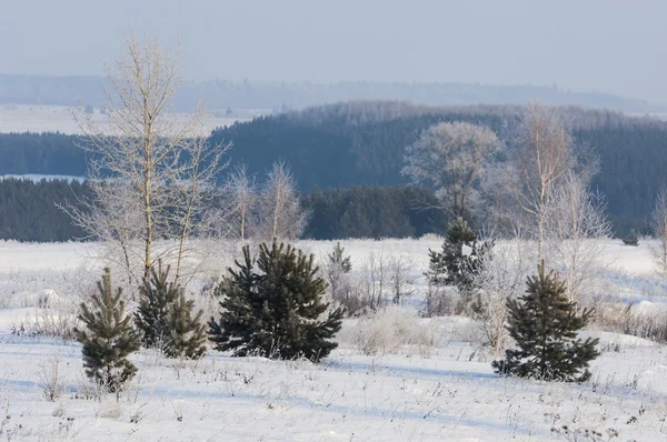 Träd täckta med rimfrost — Stockfoto
