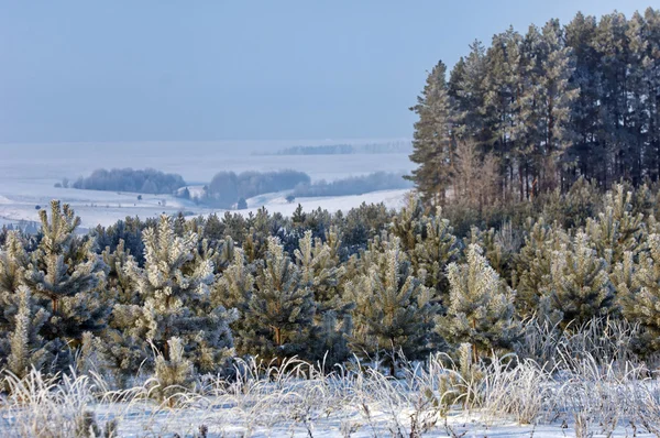 Träd täckta med rimfrost — Stockfoto