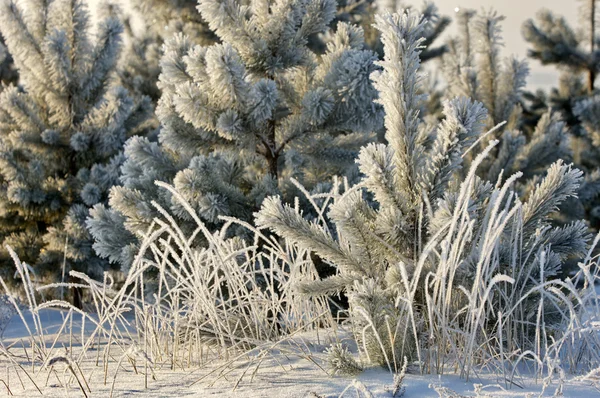 Alberi coperti di rima — Foto Stock