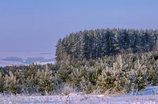 Bäume mit Reif bedeckt — Stockfoto