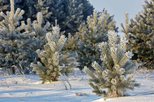 Alberi coperti di rima — Foto Stock