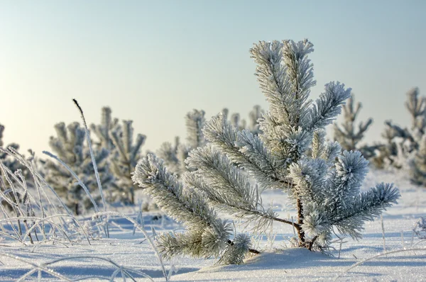 Alberi coperti di rima — Foto Stock