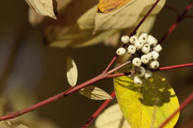 Cornus alba