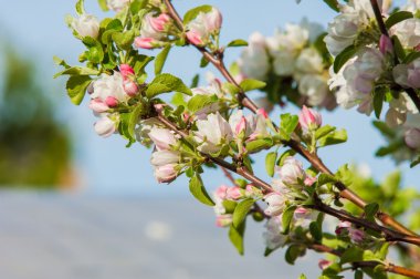 Bahar. bahar zamanı. springtide. Başbakan