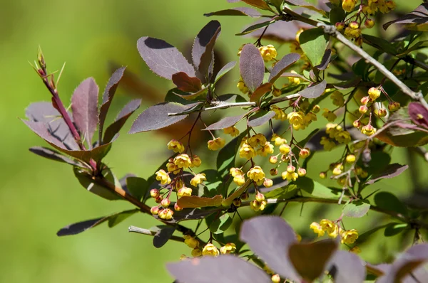 Berberis Ilicifolia — Stock Photo, Image