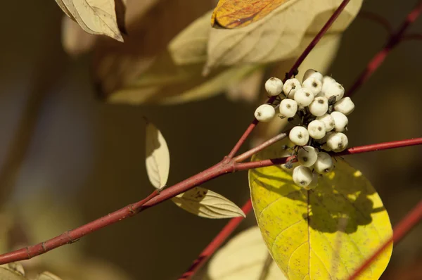 Cornus alba — Stock fotografie