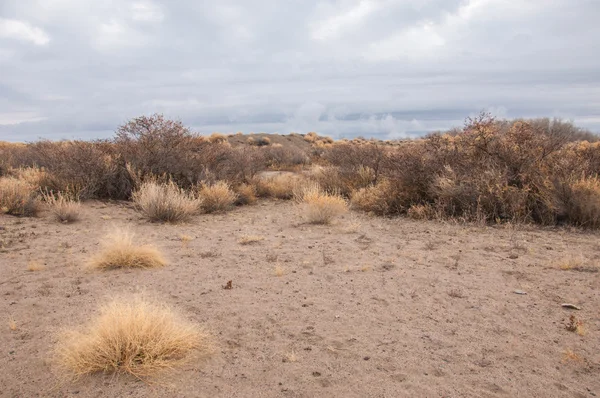 Steppe — Stock Photo, Image