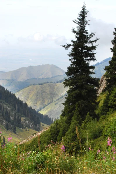 Berge — Stockfoto