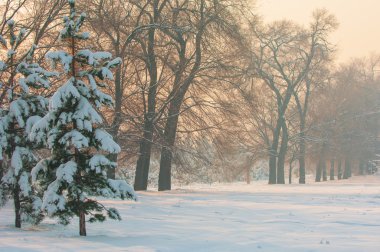 Kış frost günbatımı