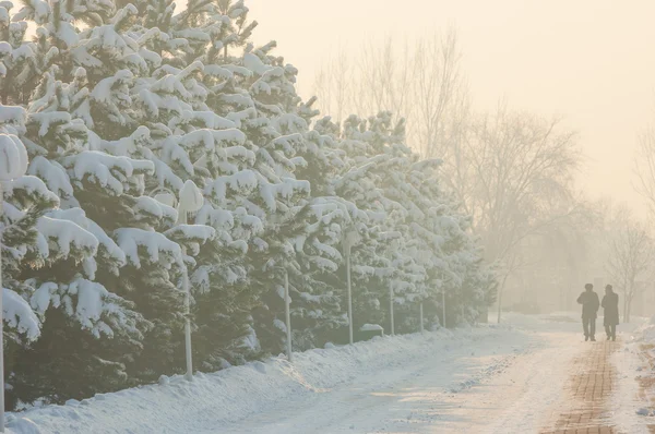 冬季霜日落 — 图库照片