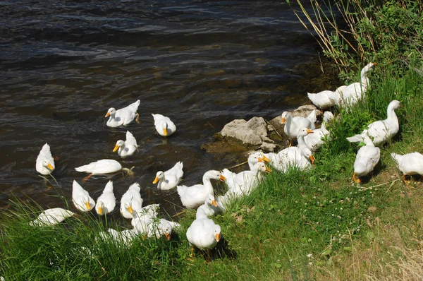 Gänse — Stockfoto