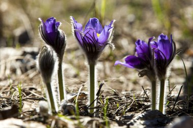 Pulsatilla