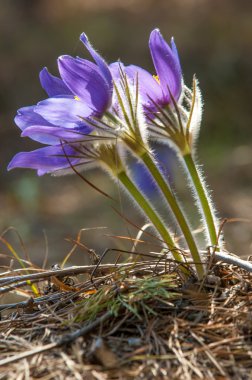 Pulsatilla